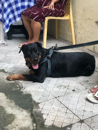 Lunna Cachorrinha para adoção 