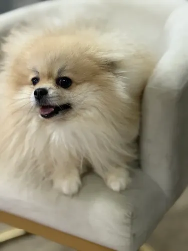 Vende se spitz alemão 