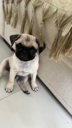 Filhote de pug macho 