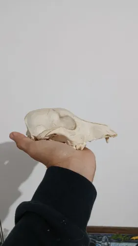 Crânio de cachorro (natural) anatomia