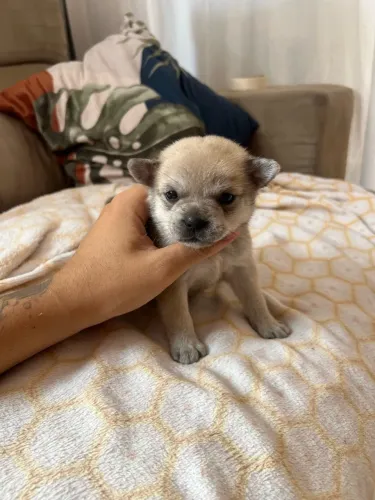 Buldogue francês com spitz alemao