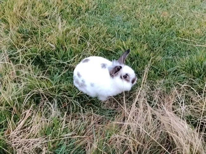 Vendo coelho mini Lion adulto,super dócil!