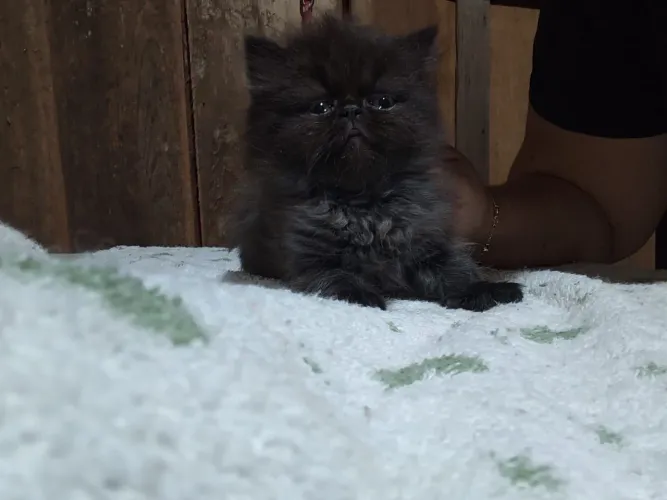 gatos Persa