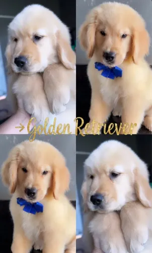 Golden macho 