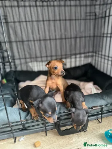 Baby Pinscher/ Pincher miniatura muito saudável e brincalhão