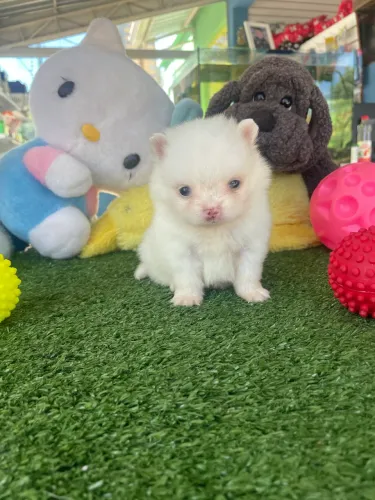 Spitz alemão macho branco anão $2.800,00