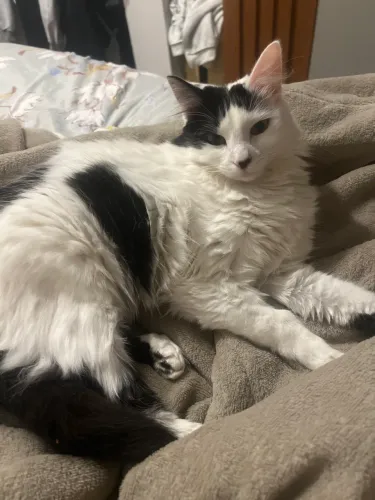 Doando minha gatinha 
