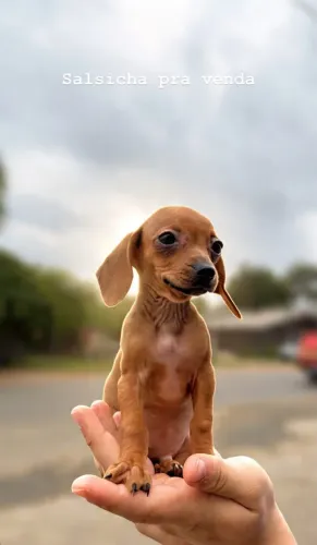 Dachshund (Salsichinha) Fêmea à Venda