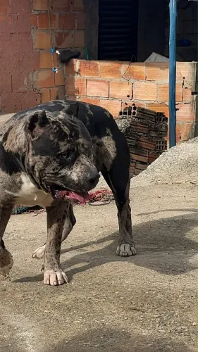 Pitmonster tri black merle cobertura disponível gratis
