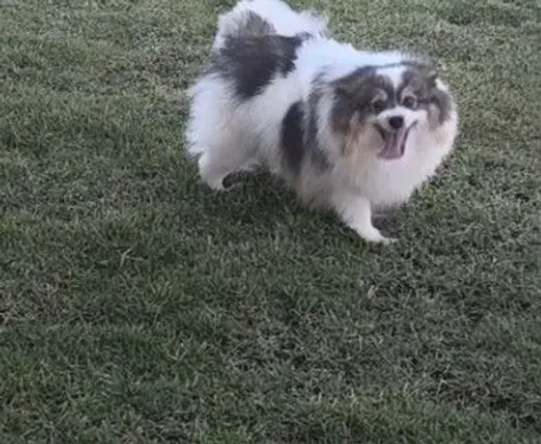Doação Spitz Alemão fêmea