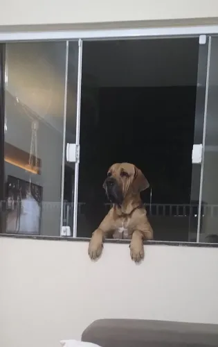 Fila brasileiro 