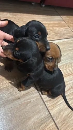Dauschund