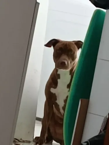 Pitbull