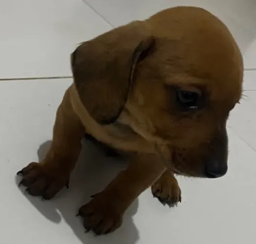 Filhotes de Dachshund disponíveis!