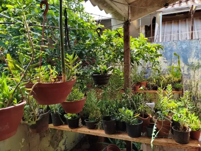 Plantas, vasos e materiais de jardinagem