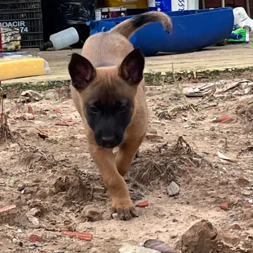 Linda fêmea de pastor belga malinois 2meses 