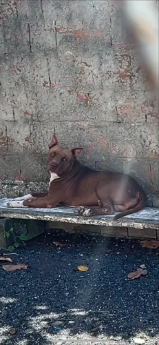 Pitbull macho a procura de uma namorada