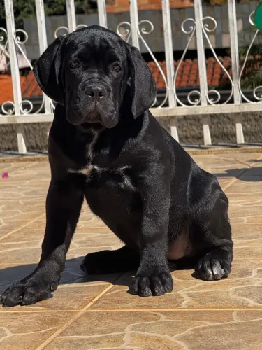Filhotes de Cane Corso Italiano