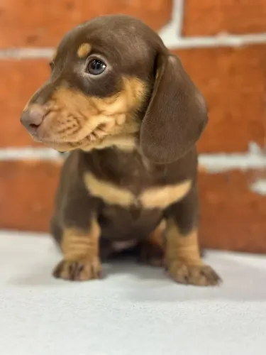 linguicinha lindo