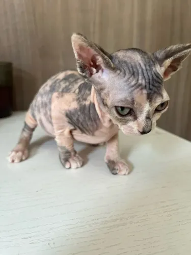 Gata Sphynx filhote disponível