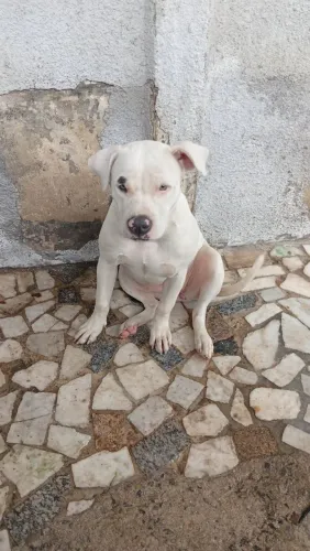 Pitbull fêmea filhote