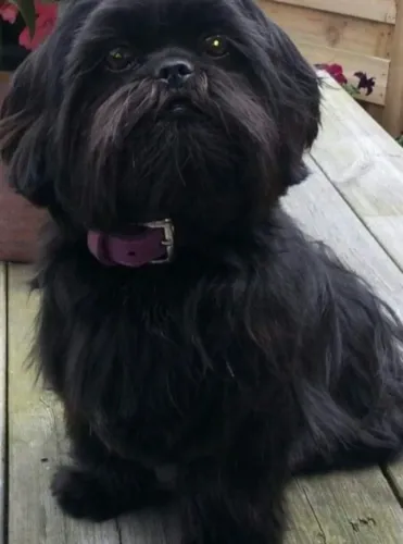 Lindo cachorro shitzu