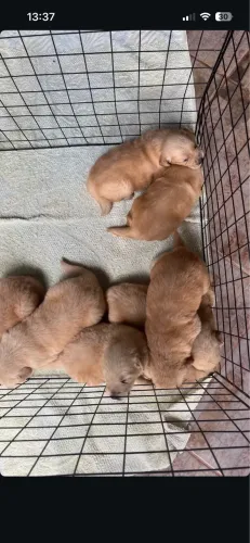 Filhotes de Golden