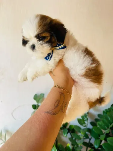 Shih tzu