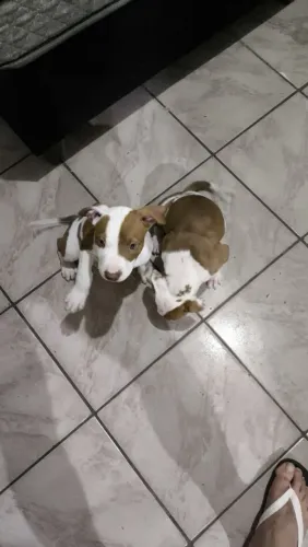Vendo filhotes de Pitbull Red Nose