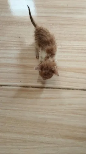 Estou doando esse gatinho macho 