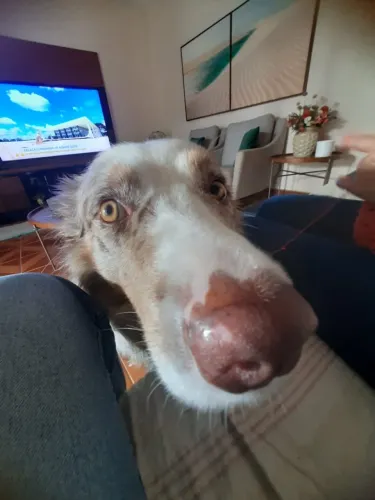 Lote do André, compra não