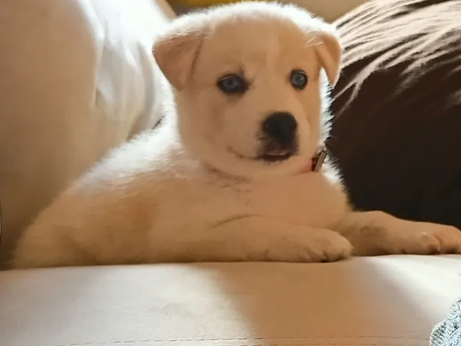 VENDE-SE CACHORRINHA