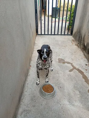 Cachorro para adoção