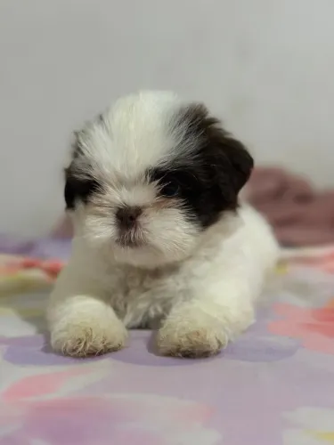 Filhote de shih tzu