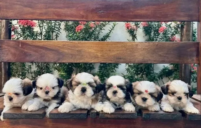 Shih tzu 0
