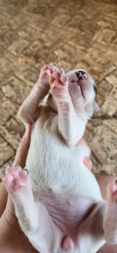 Cachorro