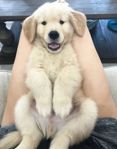 Golden Retriever Amor que se adapta ao seu mundo