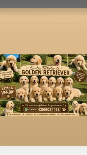 Filhote de Golden Retriever