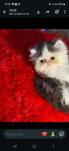 Gatos Persa 