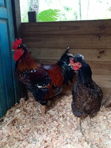 Casal de galinha balão