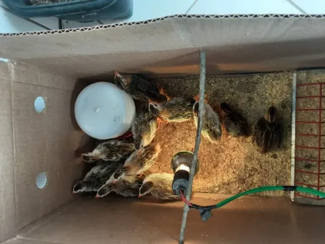 10 Pintos de galinhas Dangola