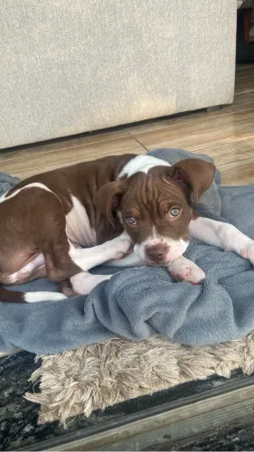Doação filhote de pitbull