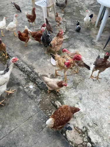 Vendo Galinha, Frangos 