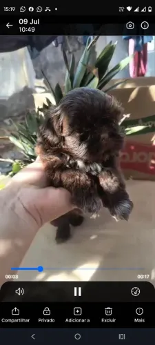 SHITZU CHOCOLATE SOLIDO