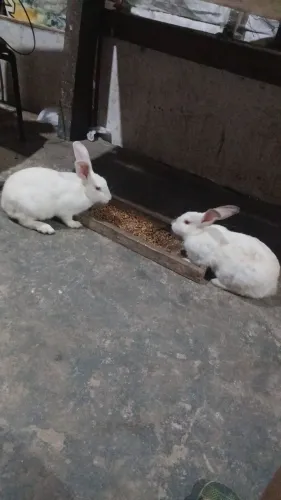 Vendo coelhos