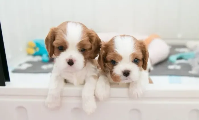 Cavalier King: Companheirismo com Segurança na Compra
