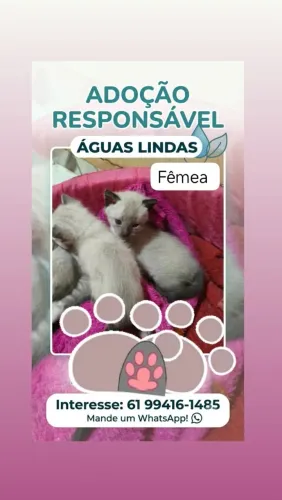 Gatos