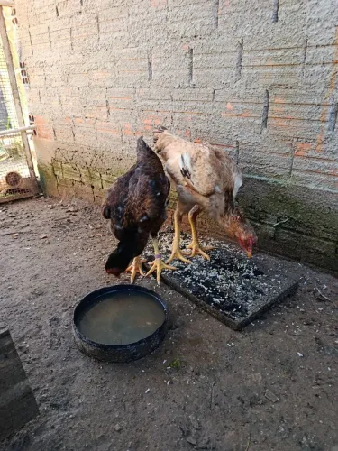 Vendo galinhas índia gigante 