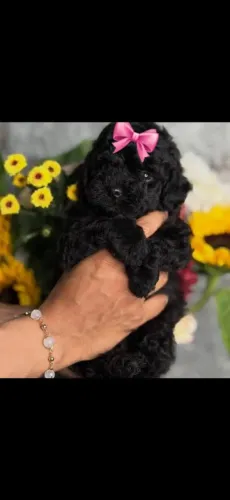Linda fêmea de poodle