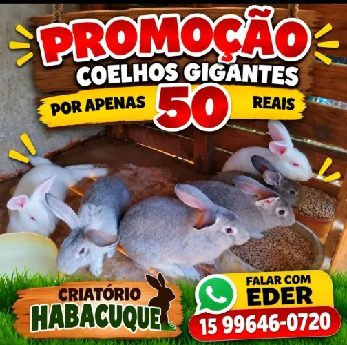 Coelhos Gigantes de Flandres